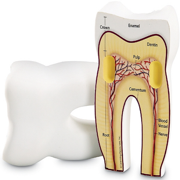 [EDU 1904] 인체 치아 단면 모형 Cross-Section Tooth Model / 인체탐구 학습교구