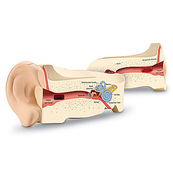 [EDU 1906] 인체 청각기관 단면모형 Ear Model / 인체 탐구 학습교구