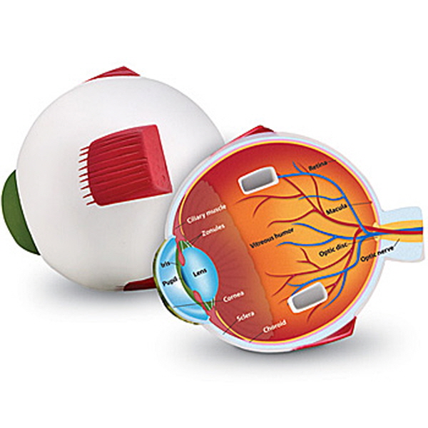 [EDU 1907] 인체 시각기관 단면모형 Eye Model / 인체탐구 활동