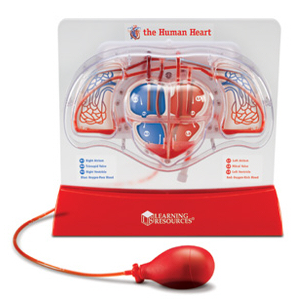 [EDU 3535] 심장의 운동 모형 Pumping Heart Model / 심장과 폐의 기능 관찰 / 혈액의 흐름 관찰
