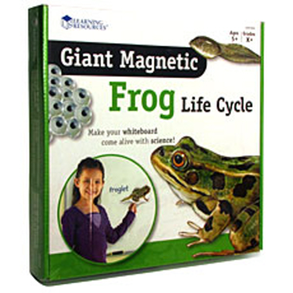[EDU 6041] 특대형 자석 개구리 일생 모형 Giant Magnetic Frog Life Cycle