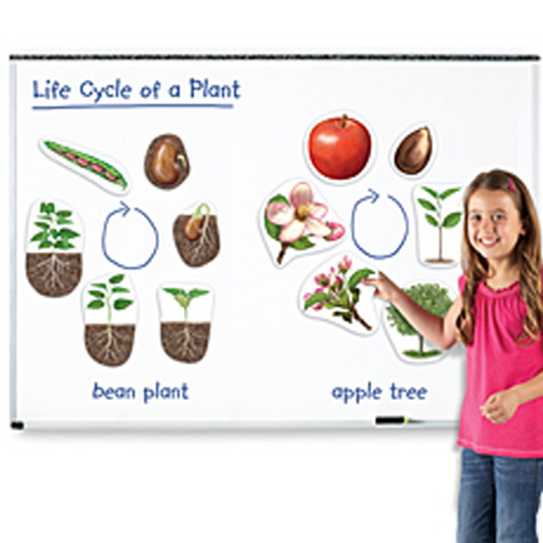 [EDU 6045] 특대형 자석 식물의 한살이 모형 Giant Magnetic Plant Life Cycle / 식물과 나무 열매 식물의 성장과정 관찰