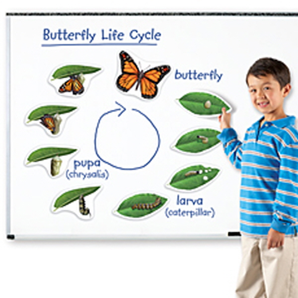 [EDU 6043] 특대형 자석 나비의 한살이 모형 Giant Magnetic Butterfly Life Cycle / 나비의 특징과 일생 관찰