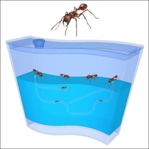 뉴 3차원 개미집(중) *최소수량 3개 / 개미 행동 관찰