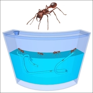 뉴 3차원 개미집(대) *최소수량 2개 / 개미 행동 관찰