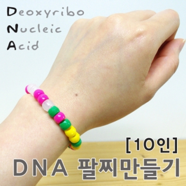 DNA팔찌 만들기 (10인용) 2개
