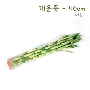 [식물키우기] 개운죽40cm-10P *최소수량 3개