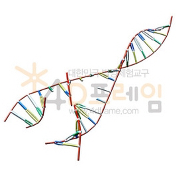 [포디프레임]생명체의 설계도 DNA 복제 과정
