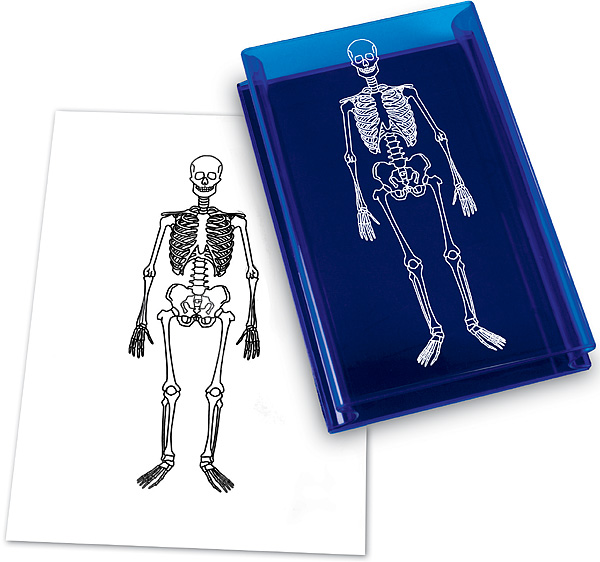 [EDU 1118] 인체 골격 도장 Human Skeleton Stamp / 인체 학습 교구 / 인체 골격 학습