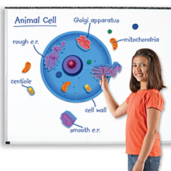 [EDU 6039] 동물 세포 자석 자료 세트 Magnetic Animal Cells / 동물세포 관찰
