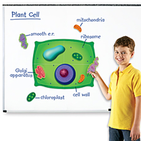 [EDU 6038] 식물 세포 자석 자료 세트 Magnetic Plant Cells / 식물세포 생김새 관찰