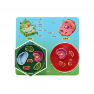 [미래과학교육] 세포 만들기 5인세트 / 동물세포, 식물세포의 모양과 이름 학습