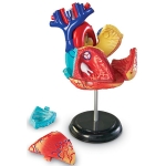 해부 모델 모형 세트 / 인체의 골격 모형, 해부 모형, 심장기관 모형, 두뇌 모형