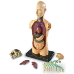 해부 모델 모형 세트 / 인체의 골격 모형, 해부 모형, 심장기관 모형, 두뇌 모형