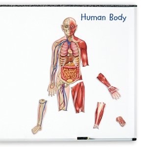 자석 양면 인체 모형 (총 17조각) 두개골, 몸통 4조각, 팔 위쪽 2개, 팔 아래쪽 2개, 손 2개, 다리 위쪽 2개, 다리 아래쪽 2개, 발 2개)