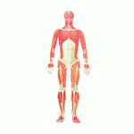 [3D증강현실] 인체해부도 - 홀로그램 / 뼈와 근육, 혈관 등 인체의 모습 관찰과 명칭, 기능에 대한 학습 / 자유학기제 과학교구