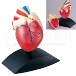 [인체모형] 심장모형 (100X60mm) / 심장의 모양, 구조, 역할 관찰