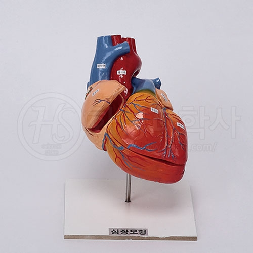 [인체모형] 심장구조모형 (200X140X300mm) / 3쪽 분리식 심장모형 / 심장의 구조와 역할, 명칭 학습