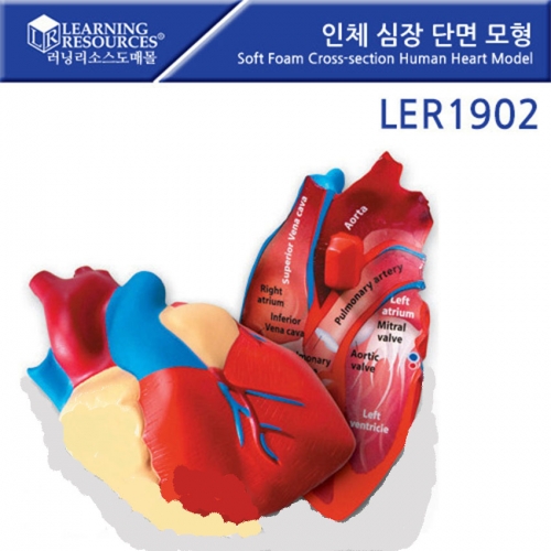 [인체모형] 인체 심장 단면 모형 / 심장의 구조와 명칭, 역할 학습