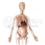 [인체모형] 임산부 인체모형 (51조각) / 3D입체모형 / 임신한 여성의 인체에 대한 생김새, 위치관계 학습