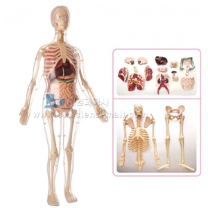 [인체모형] 여성인체모형 (47조각) / 3D입체모형 / 여성의 인체 구조에 대한 생김새, 위치관계 학습