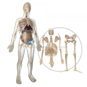 [인체모형] 남성인체모형 (45조각) / 3D입체모형 / 남성의 인체 구조에 대한 생김새, 위치관계 학습