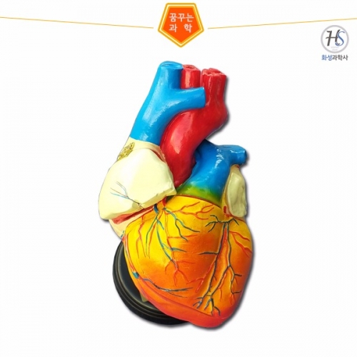 [인체모형] 심장구조모형 *고무재질 (200X200X150mm) / 심장기관에 대한 학습