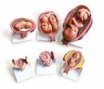 [성교육] 태아발달모형 6P (KIM-M0007-2) / 실물 크기 제작 / 1개월, 2개월, 4개월, 5개월, 쌍둥이, 7개월의 태아의 모형
