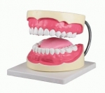 치아모형 (혀포함) D216 / 실제 치아 3배 크기 / 올바른 양치질 및 치아관리