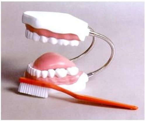 치아모형 (kim3-563) / 실제 치아 3배 크기 / 올바른 양치질 교육용 모형
