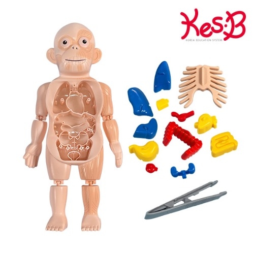 [캐스B] 네이처 미니인체탐구(2210) / 미니인체모형 / 몸속 장기들의 명칭, 위치, 역할 학습