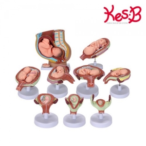 [캐스B] 네이처 태아발육모형(2024) / 태아의 단계별 발달과정 모형 / 자궁의 생김새, 태아의 변화 관찰 / 자궁과 태아 분리가능