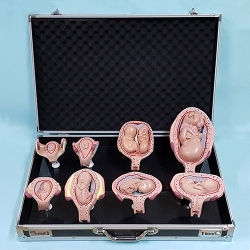 태아발달모형 아크릴 8part (kim3-832) *보관 전시용 가방 포함 / 태아 1개월~7개월까지 발달과정 모형 / 자궁모형과 태아모형 분리