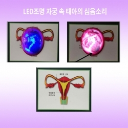 LED조명 자궁 속 태아의 심음소리(kim3-505) / 여성 생식기관 구조와 자궁의 중요성 교육 / 정상·비정상 심음소리 / 자석칠판에 부착