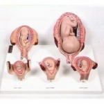 태아발육과정 A형 SDS-71091 [KIM1-25] / 태아 1개월, 2개월, 3개월, 5개월, 7개월 발달과정 모형 / 태아의 성장과 자궁의 생김새 변화