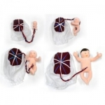 임신태아+양수막모형 set (KIM1-3) / 3, 5, 6, 8개월 태아, 탯줄, 태반, 양수막 / 임신·출산교육