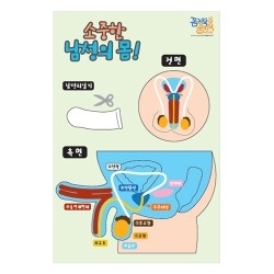 [성교육] 소중한 남성의 몸 - 탈부착 생식기모형 (KIM1-23) / 생식기관의 해부와 명칭 학습 / 피임수업에 활용 / 보건수업