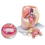 8주태아 여성골반 모형 (3분리) 6180.11(kim3-284) / 여성 비뇨기의 내부 장기와 8주된 태아가 있는 생식기 관찰 / 보건수업 학습자료