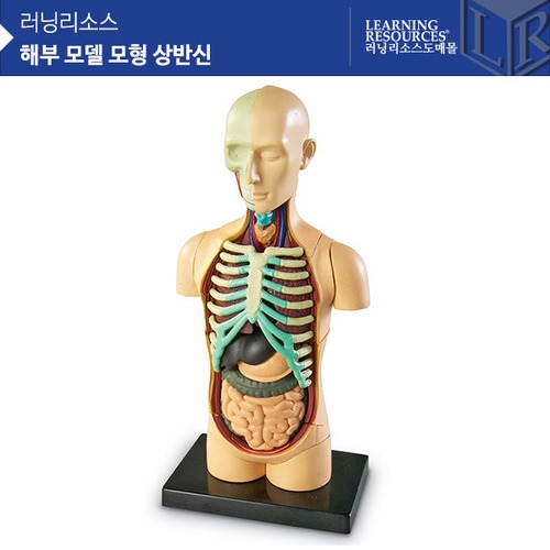 [인체모형] 해부모델모형 상반신 LER3336 / 상반신모형 31조각 / 3D상반신입체모형 / 스탠드부착