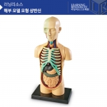 [인체모형] 해부모델모형 상반신 LER3336 / 상반신모형 31조각 / 3D상반신입체모형 / 스탠드부착