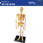 [인체모형] 해부모델모형 뼈대 LER3337 / 뼈모형 41조각 / 3D뼈대입체모형 / 스탠드부착