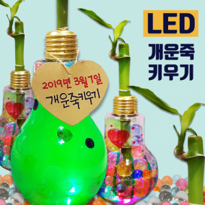 LED 반짝반짝 개운죽 키우기 (5인세트) *최소수량 2개