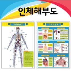 인체해부도 판넬 2종(kim3-817)