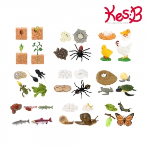 [캐스B] 네이처 성장과정피규어 9종+활동지 / 나비,거북이,닭,개구리,식물,거미,달팽이,개미,연어