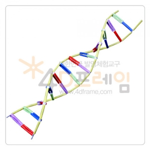 [포디프레임] DNA 5 *최소구매수량 10개 / DNA구조관찰