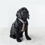 BLACK COBY GOLD HARNESS