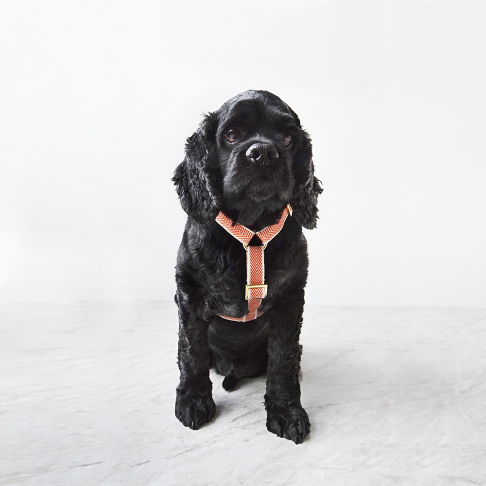 ORANGE COBY GOLD HARNESS