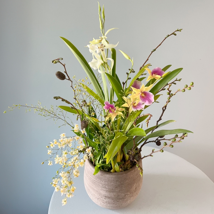 프리미엄 서양난 화분