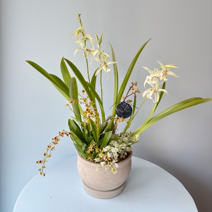 프리미엄 서양난 화분