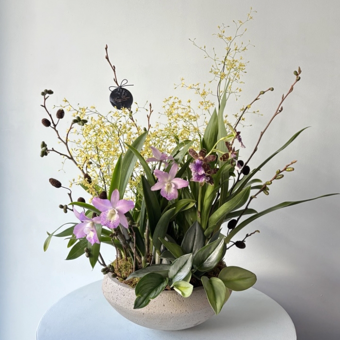 프리미엄 서양난 화분